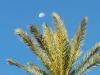 feu d'artifice de jour...